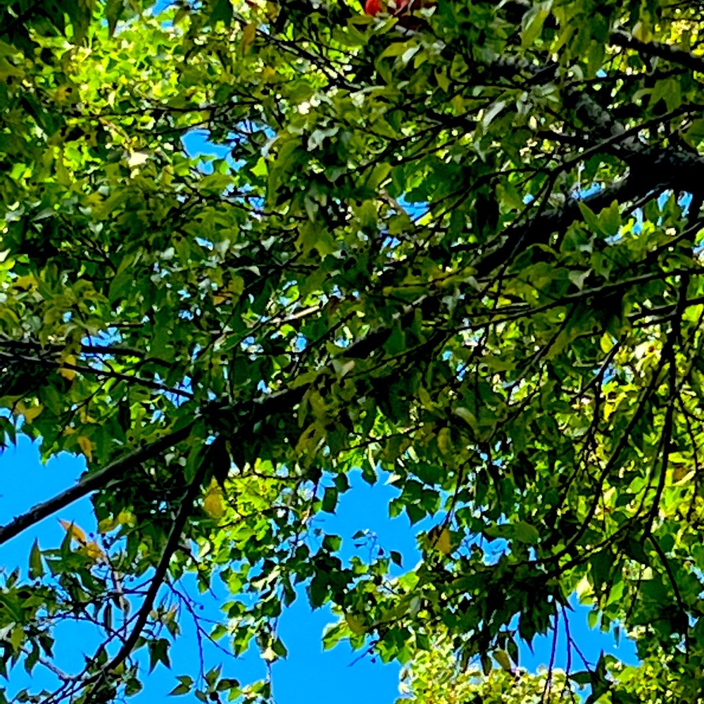 Meet your Posher, Gypsy